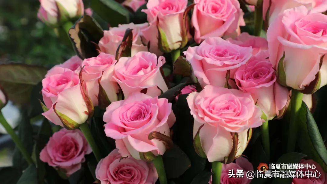 深化校企合作，共谋科技创新——首批中国农业大学研究生在临夏百益亿农国际鲜花港开展花卉产业课题研究