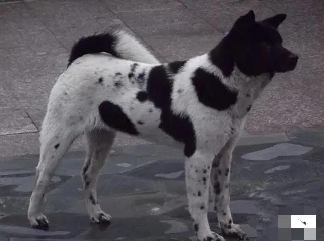 笨狗大花，虽然时时处处被鄙视，危急时刻，它依然挺身而出