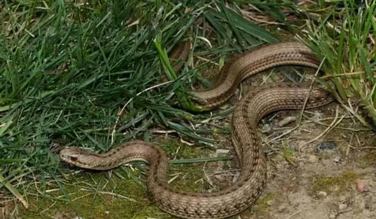 属蛇的家里不能栽竹竿吗,蛇进家里为什么必须打死