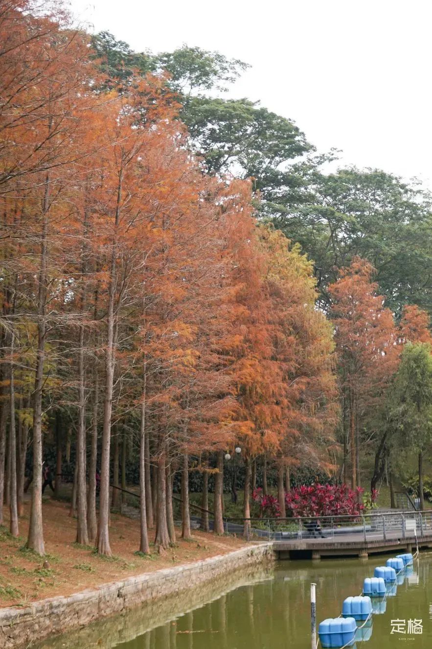 深圳地铁可以直接去的免费景点,深圳免费地铁直达景点12号线