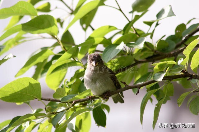 一次掏麻雀的恐怖经历