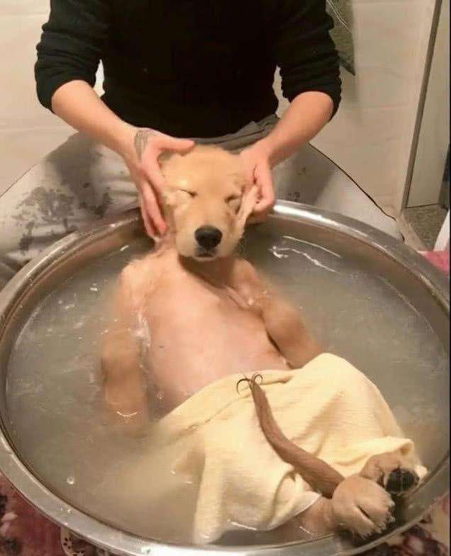 中医彻底清除跳蚤的方法,老祖宗去跳蚤的偏方