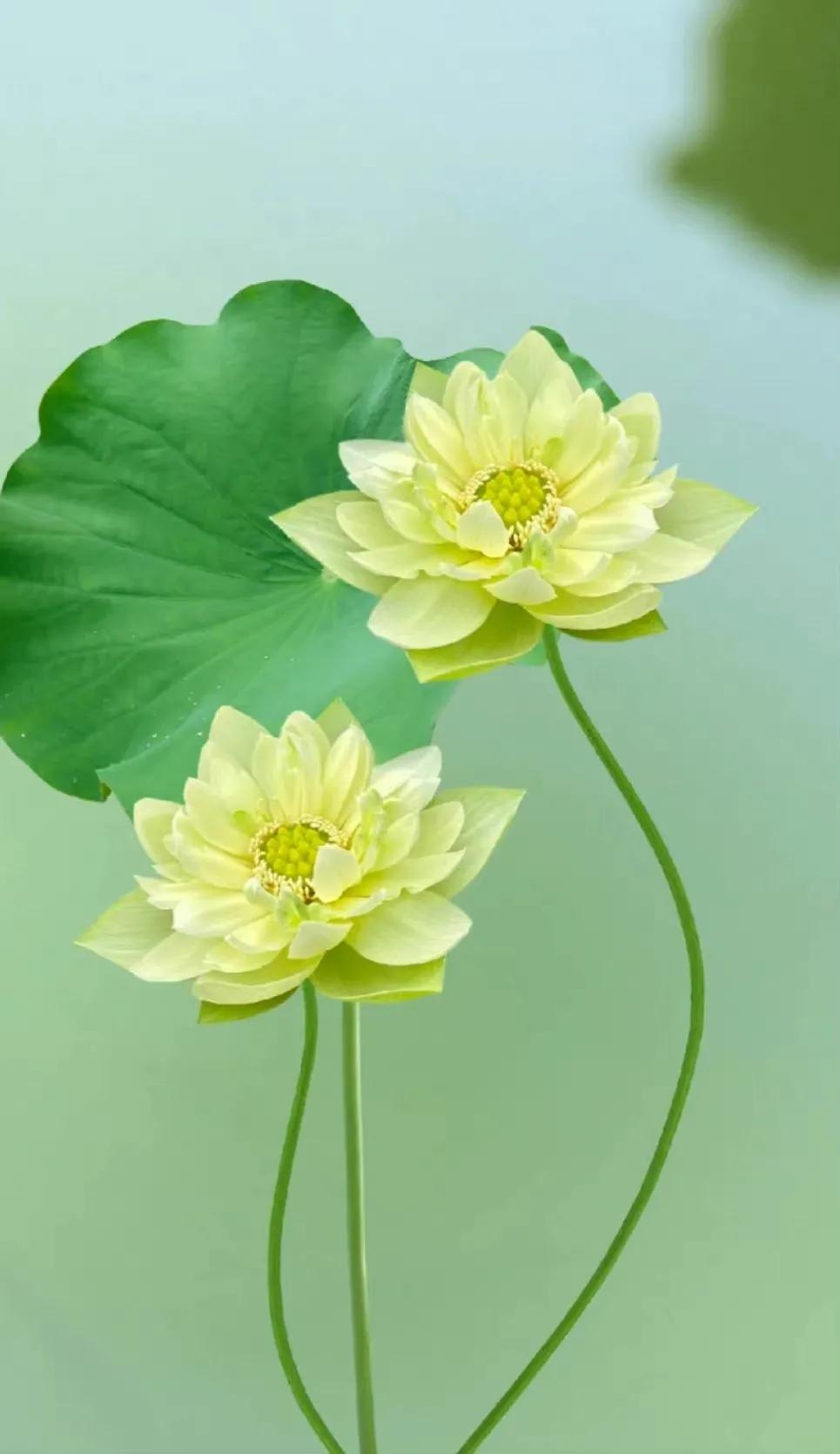 最美荷花古诗图片,诗词荷花图片大全