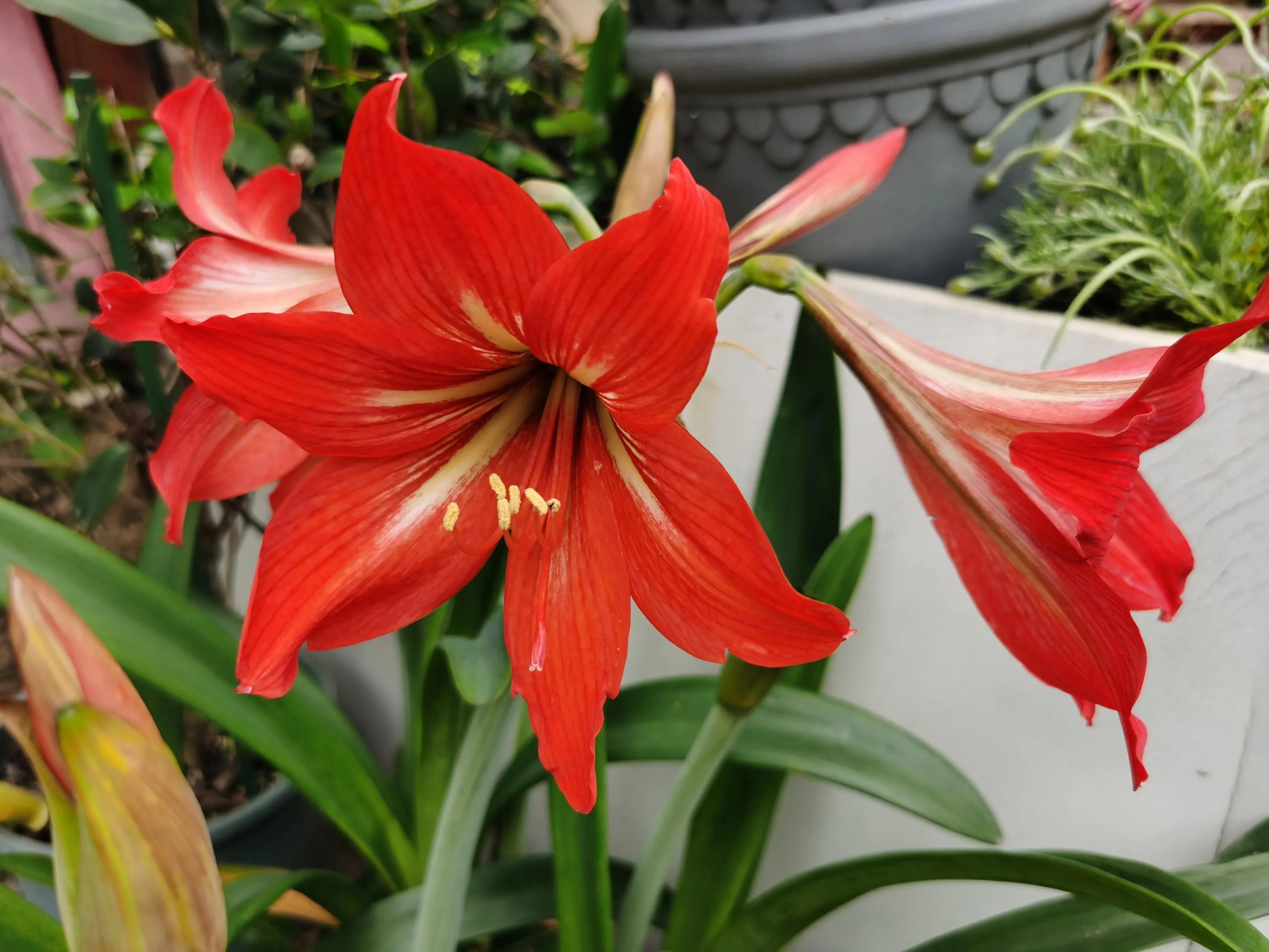 赏花旅游种什么花,春季去公园踏青上百种花让人眼花