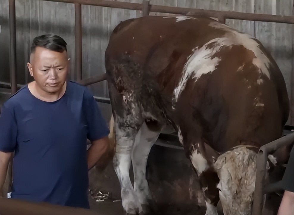 养牛一头牛赚6千的秘密,养牛6头牛一年赚多少钱