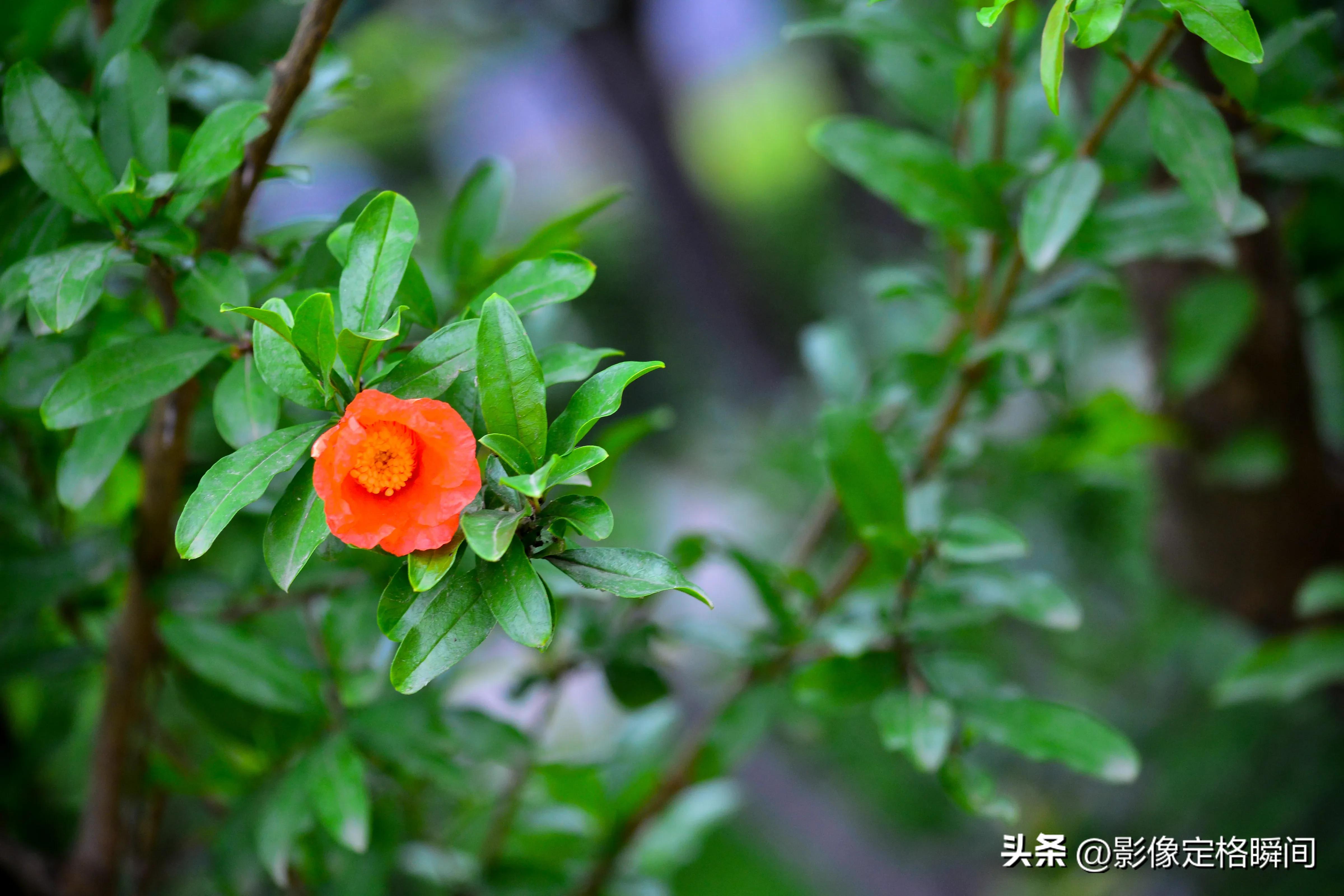 夏日花朵摄影笔记之石榴花—对美好生活的向往