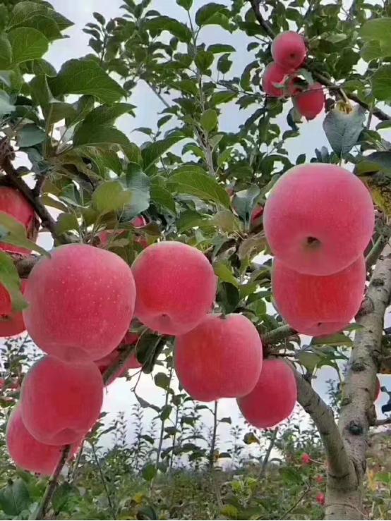 鐧芥按璋ｆ按婧惰偉鏈嶅姟骞垮ぇ鏋滃啘,鐧芥按璋ｆ瓕