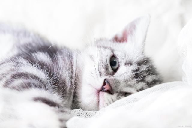 怀孕养猫养狗对胎儿有什么影响,养猫养狗会不会影响怀孕