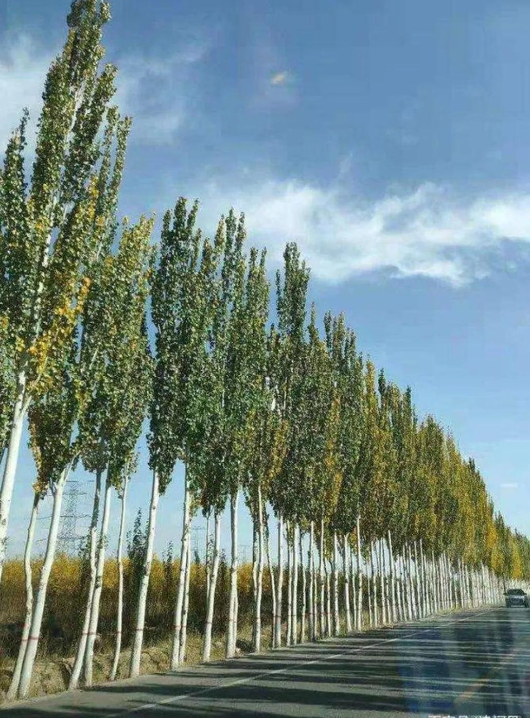 真正的雁门关,苏州人眼中的苏式面