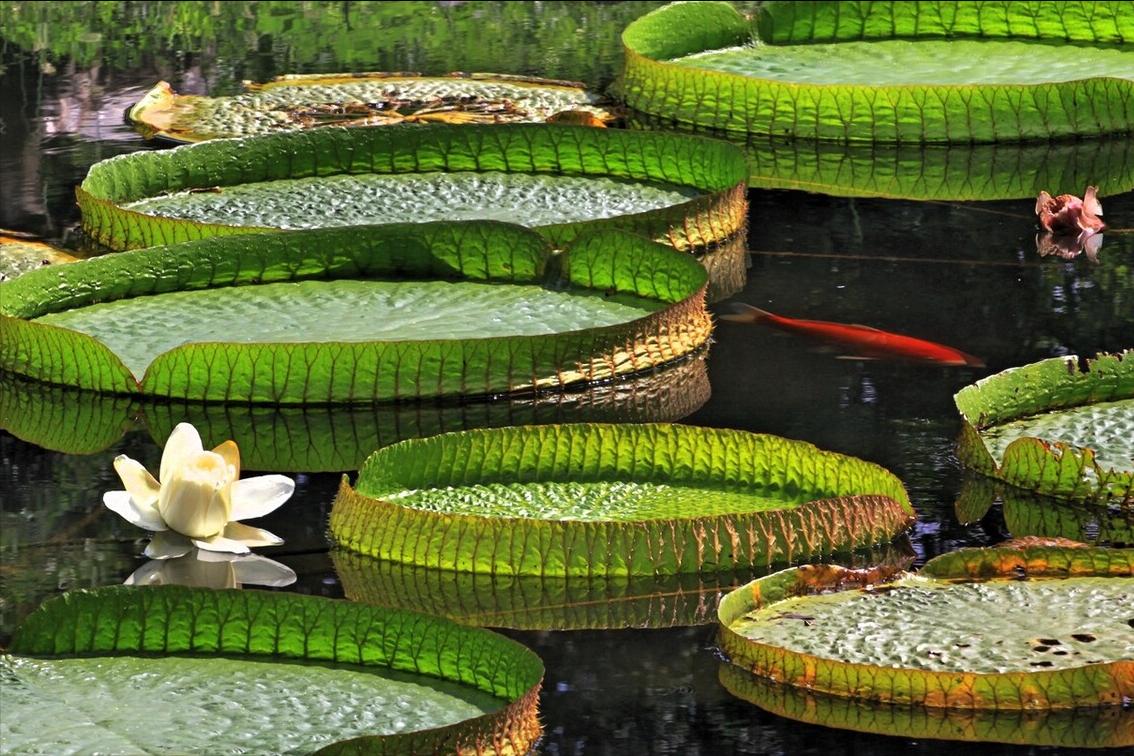 《中国大百科全书（第2版）》读书笔记03147-被子植物门