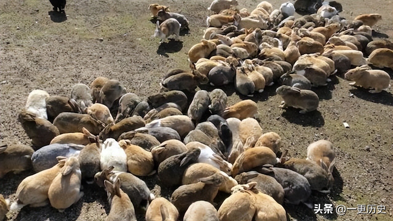兔年哪一年的兔子是最好的,5种不同的兔是哪几种兔