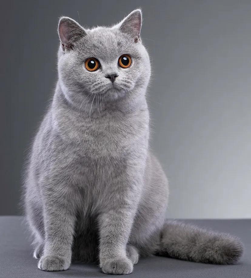 第一次养猫怎么选猫粮,第一次养猫适合养什么猫