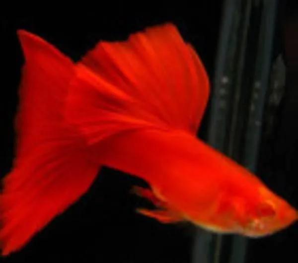 各种漂亮鱼的名称及图片,漂亮可爱的海水观赏鱼