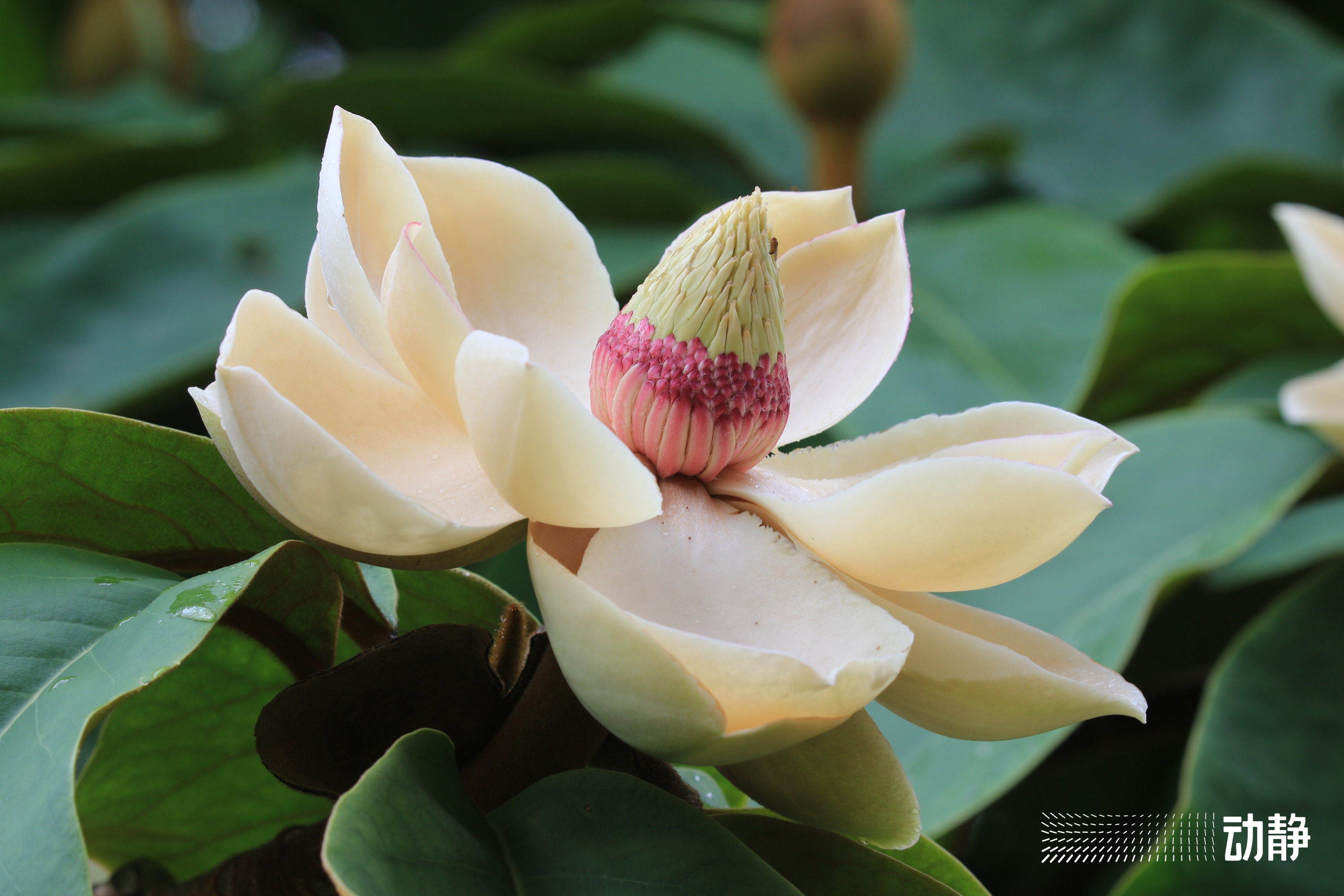 贵州野性,野性贵州有问必答