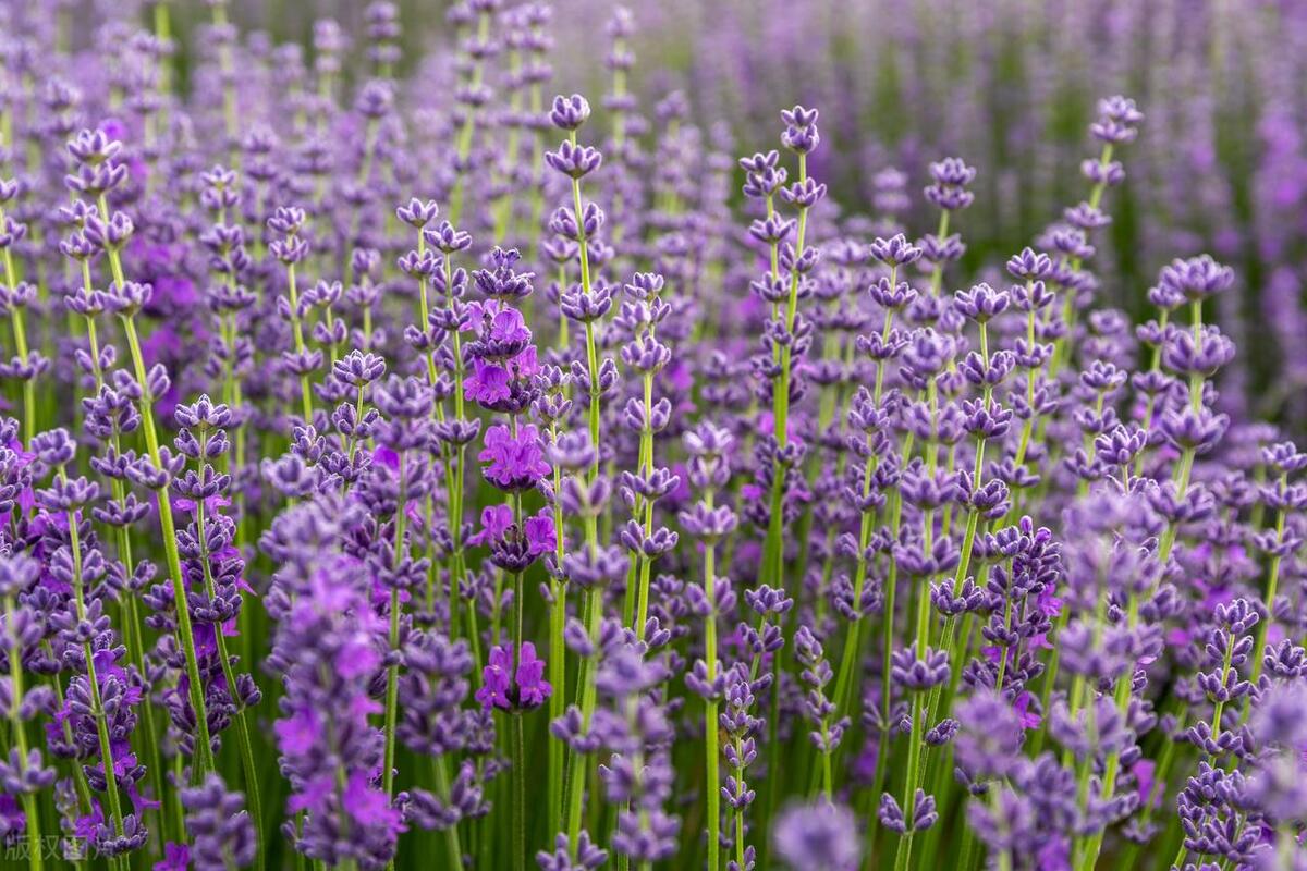 这5种驱蚊的植物你一定要知道,驱蚊子的植物花草可以驱蚊吗