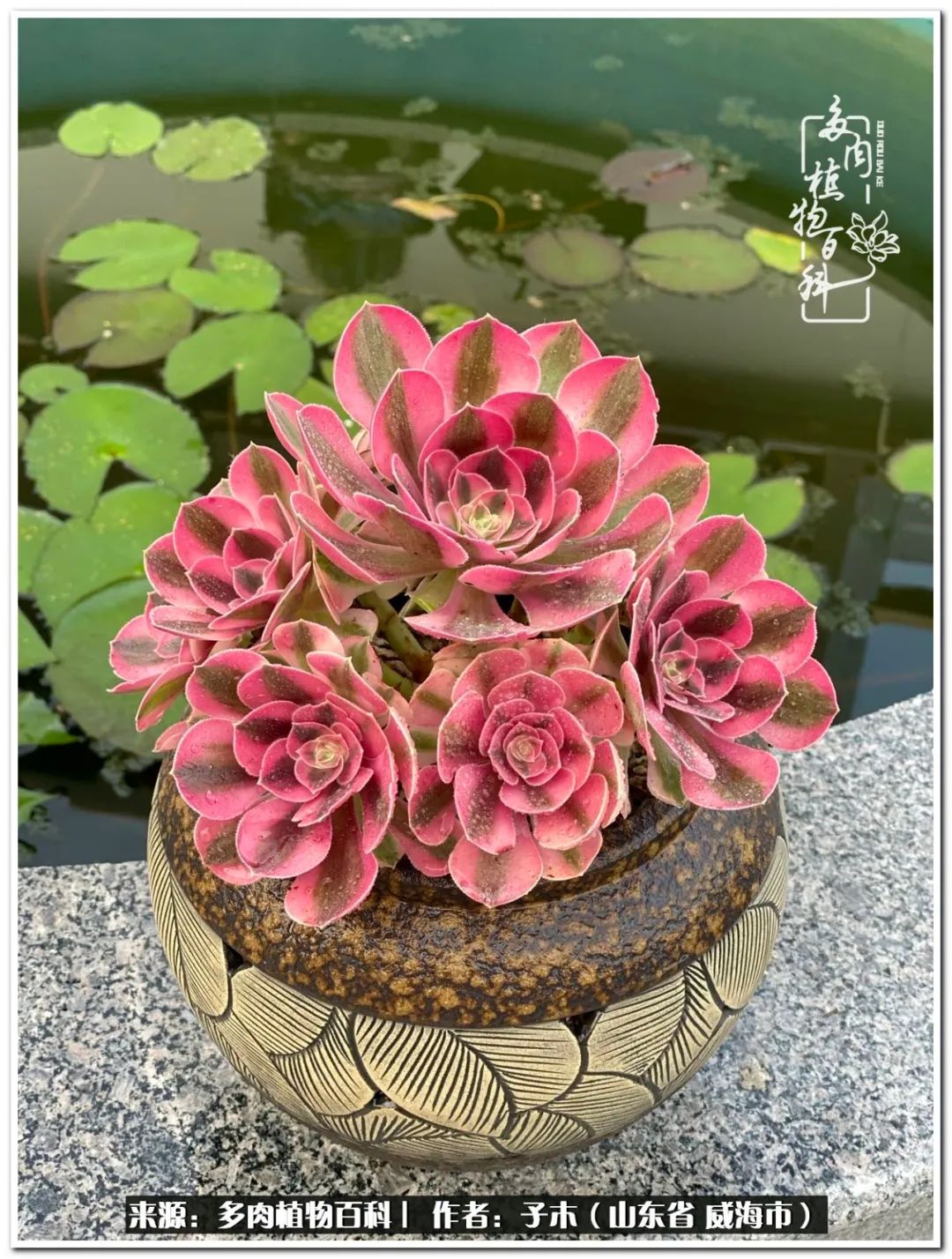 法师多肉成长史,法师多肉新手教程