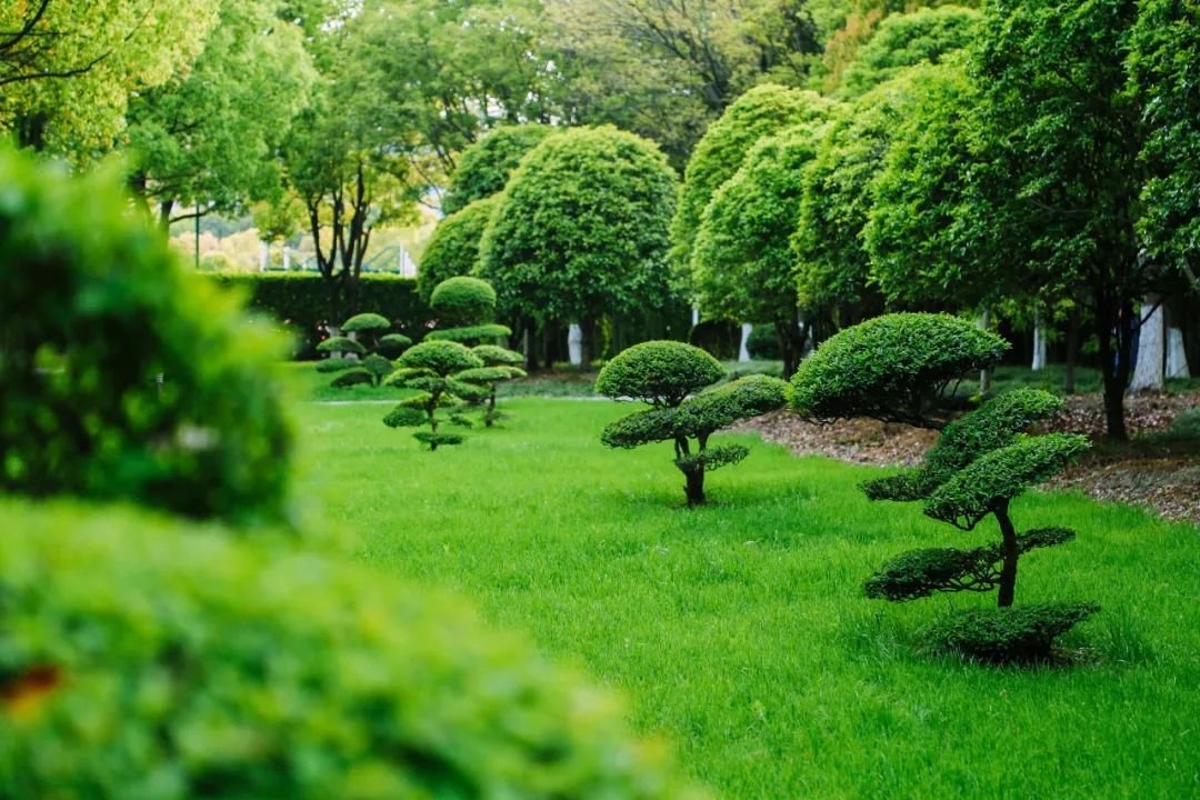 上海公办国际学校好考吗,上海比较好的国际学校初中排名