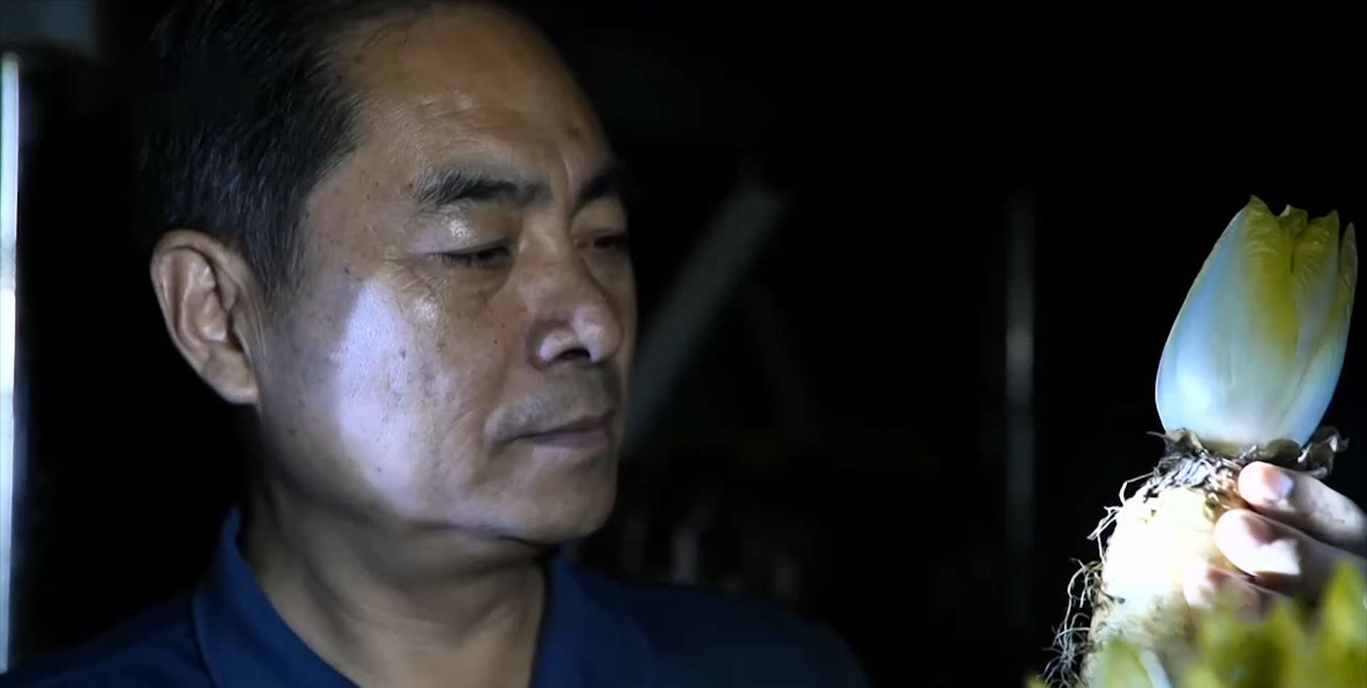 大叔摸黑种芽球菊苣，攻克芽球菊苣种植难题，一年销售额5000万元