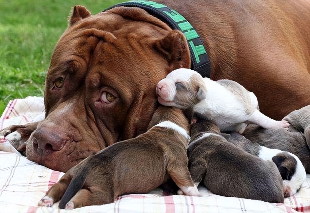 养狗多年才明白，母狗把狗崽“叼给”你，并非因为信任你