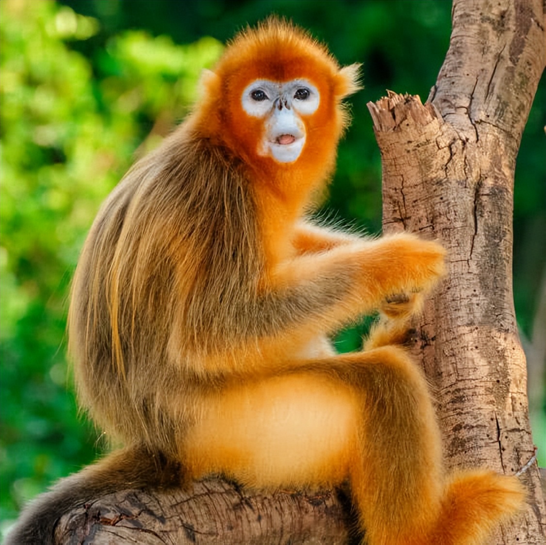 住野趣C位-广州长隆酒店！含高级客房+童趣乐园+广州长隆园区门票