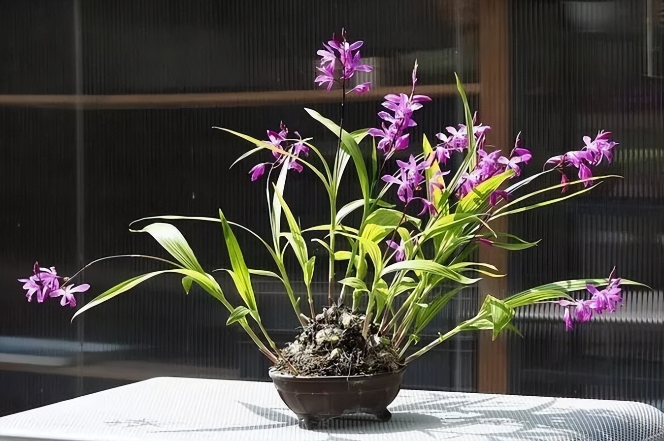 白芨种植初春注意事项,白芨生长环境及生长条件