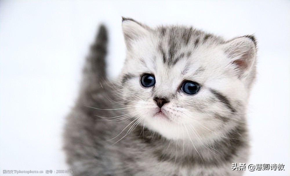 四年级下册习作我的动物朋友范文,我的动物朋友小学四年级300字左右