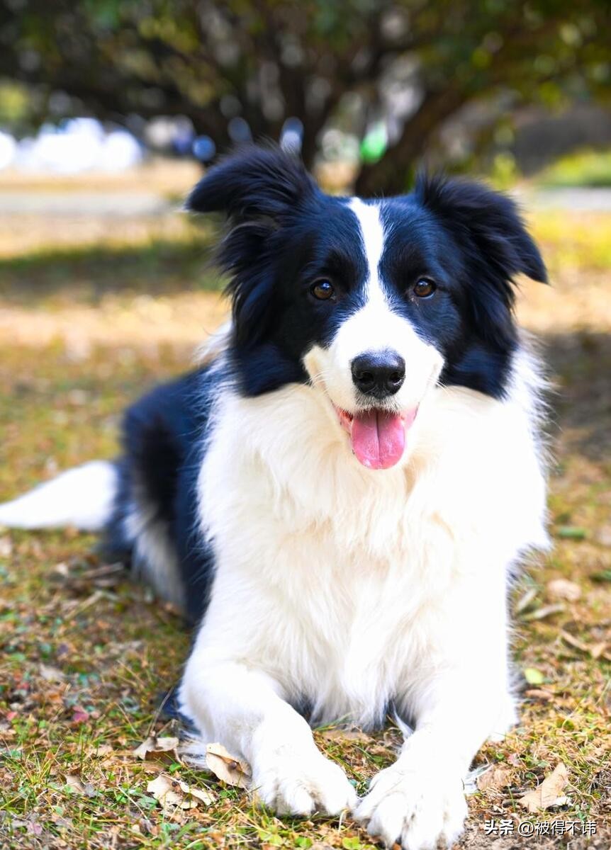 什么狗最好看最便宜最好养,世界上最强的十种狗