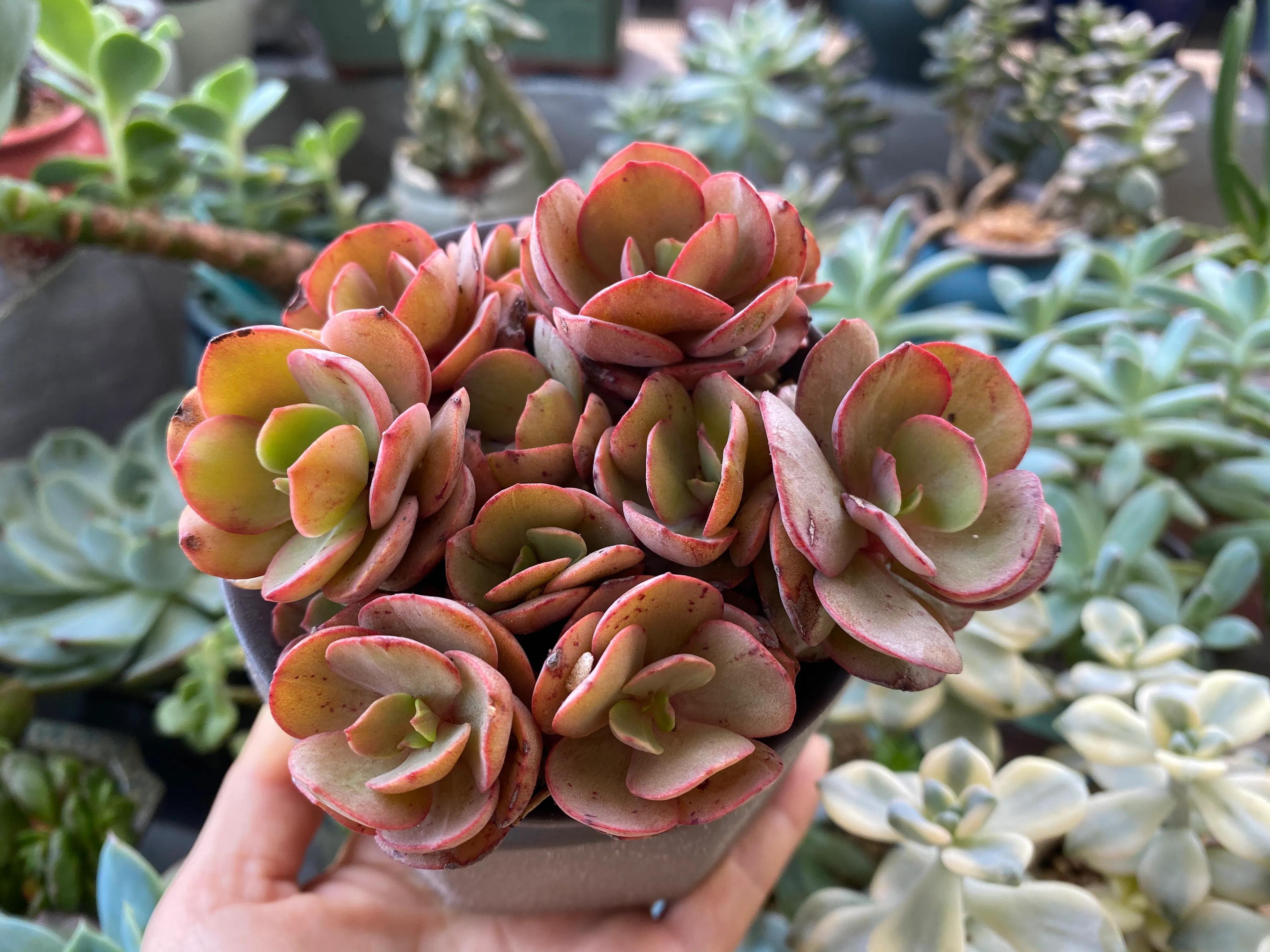 五月的颜色作文,五月的颜色对照表