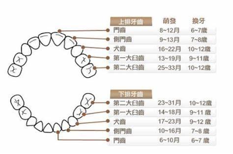 成年人患上牙瘤从牙里拔出57颗牙,一女生患牙瘤拔掉57颗牙