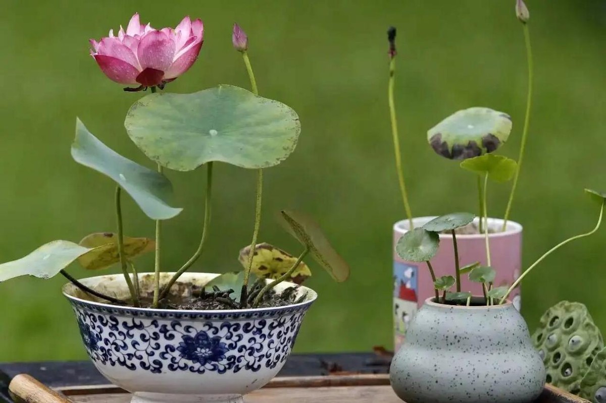碗莲荷花的种植方法和注意事项,碗莲荷花种子怎么种用不用放化肥