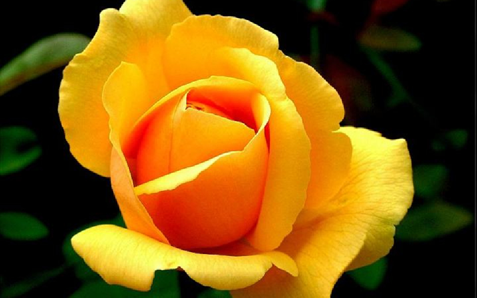 没有甜言蜜语却会用情至深的星座,越是喜欢一个人越没话说的星座