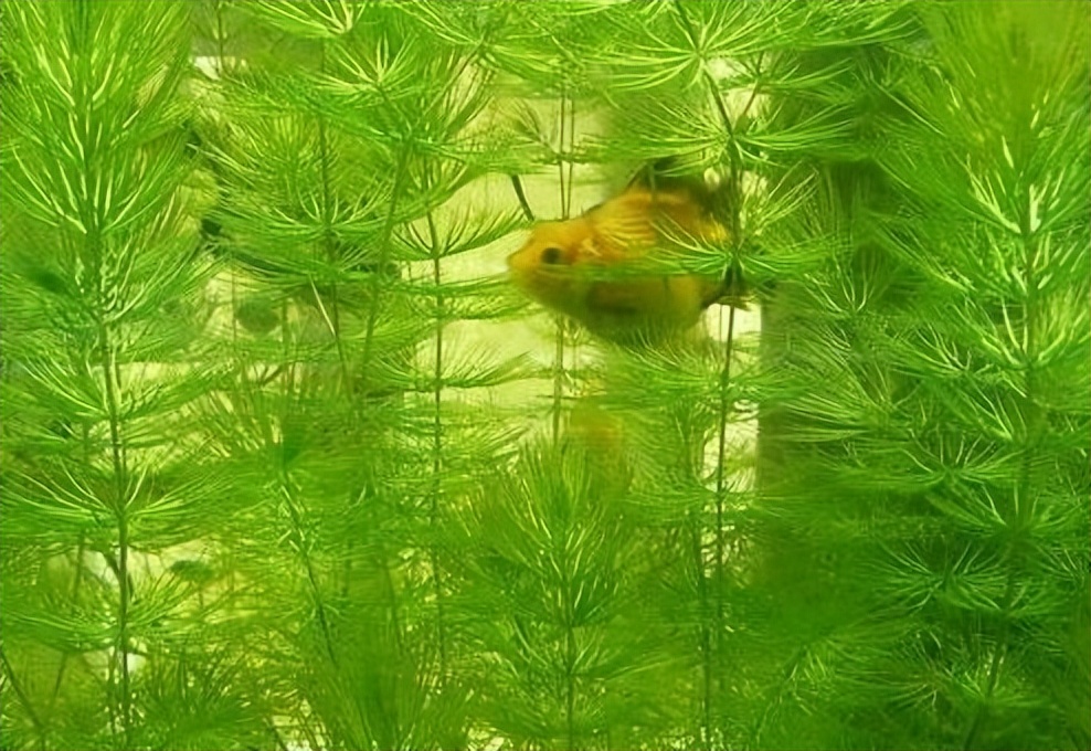 吡螨胺对以掌肢新米虾、泉膀胱螺和金鱼藻为主的生态系统的影响