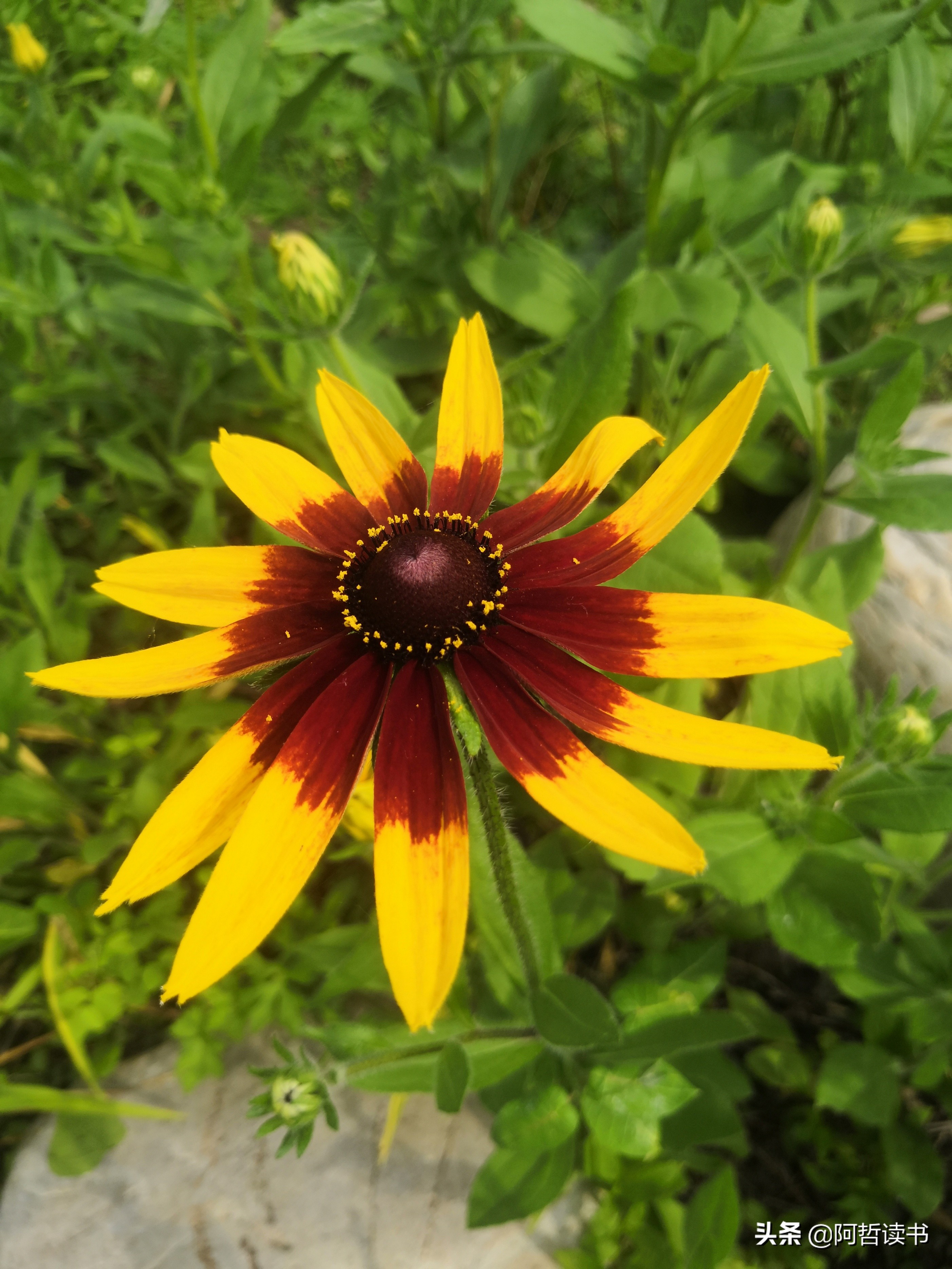 黑心金光菊：花名不雅，花姿灿烂，菊花里独特耀眼的一款