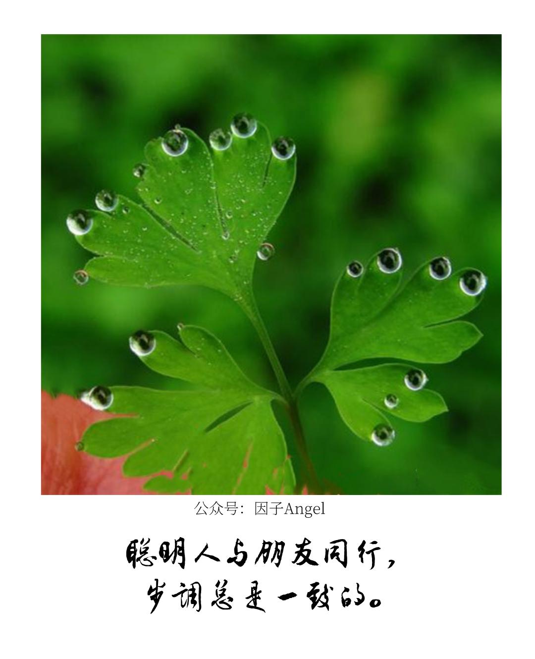 植物之36技——吐