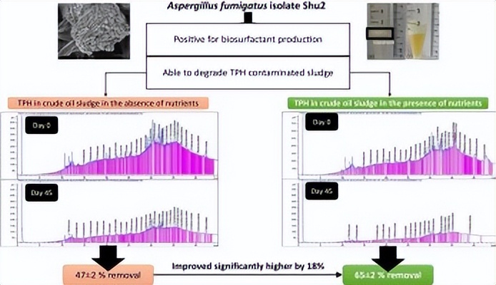 子囊菌门真菌：生物表面活性剂的有益生产者