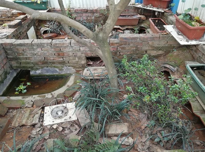 黄缘闭壳龟刚到家躲在土里不出来,黄缘闭壳龟母龟断尾还可以繁殖吗