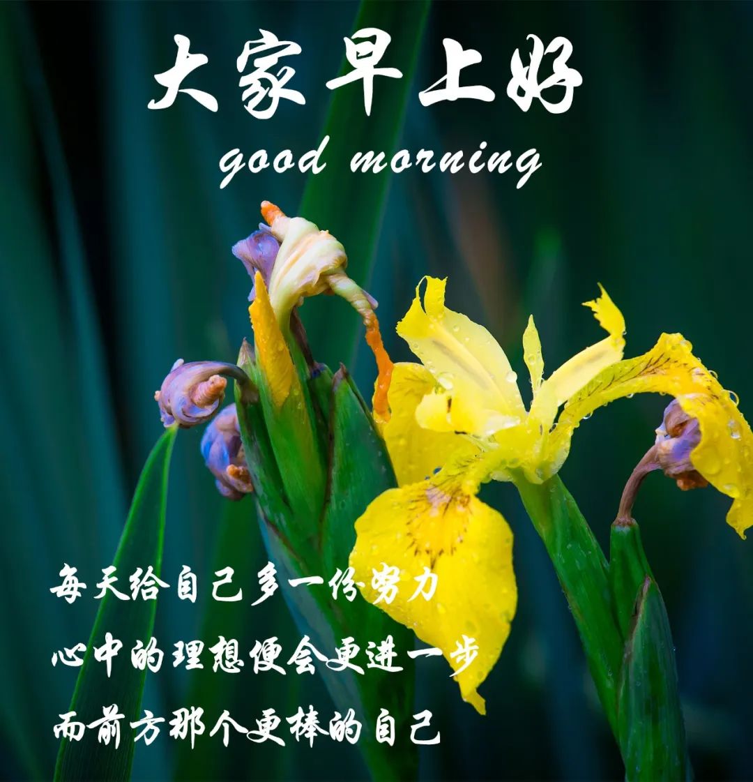 特别漂亮的早上好图片祝福问候语,早上好问候语祝福语带图片大全