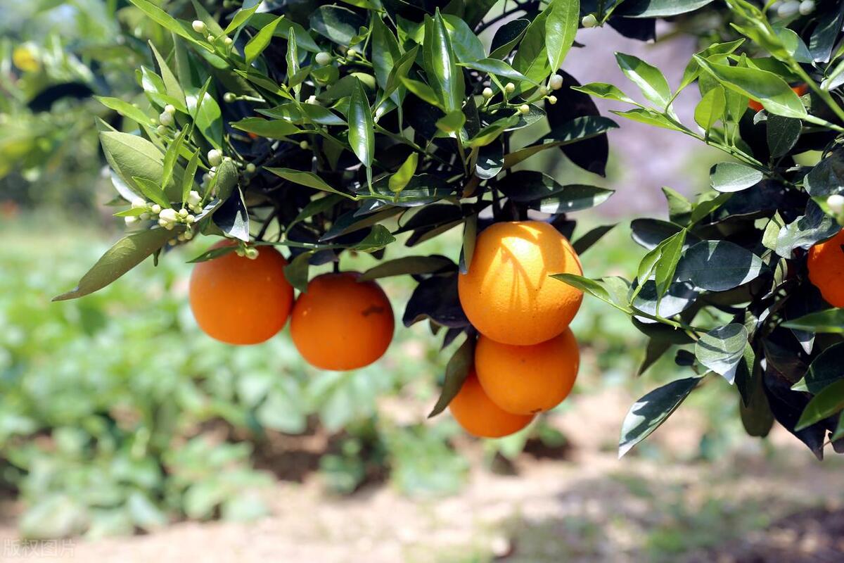 湖北有哪些特产？湖北有名的十大特产，快看看你的家乡入选了吗？