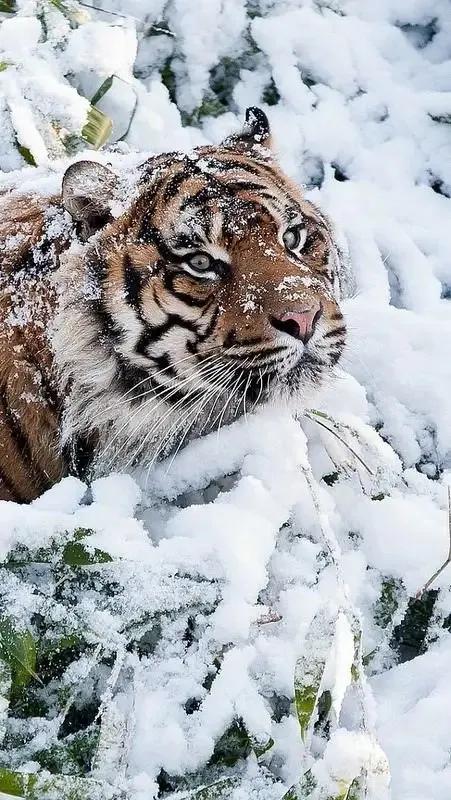 戏说老虎图文杂汇