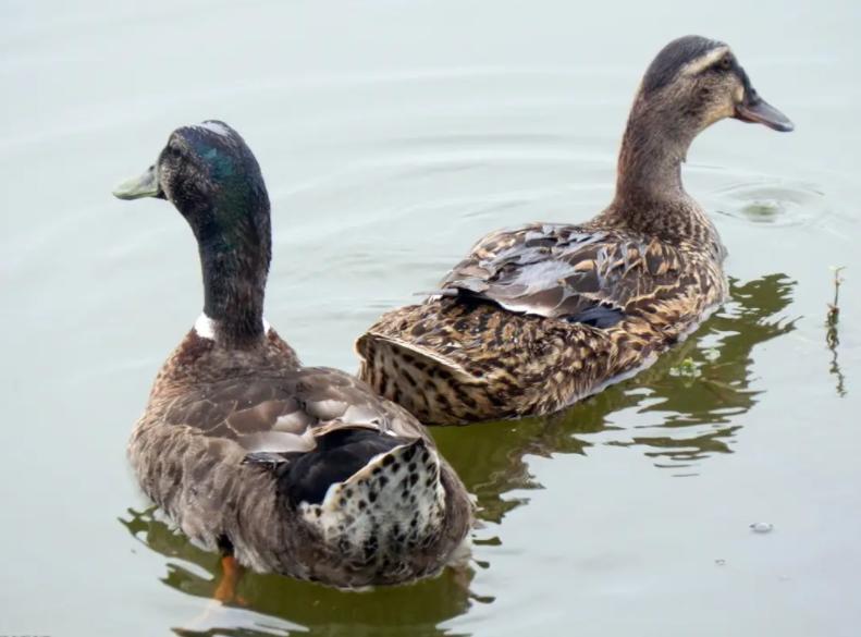 蛋鸭粪便稀黄怎么回事,蛋鸭拉稀腹泻怎么治疗