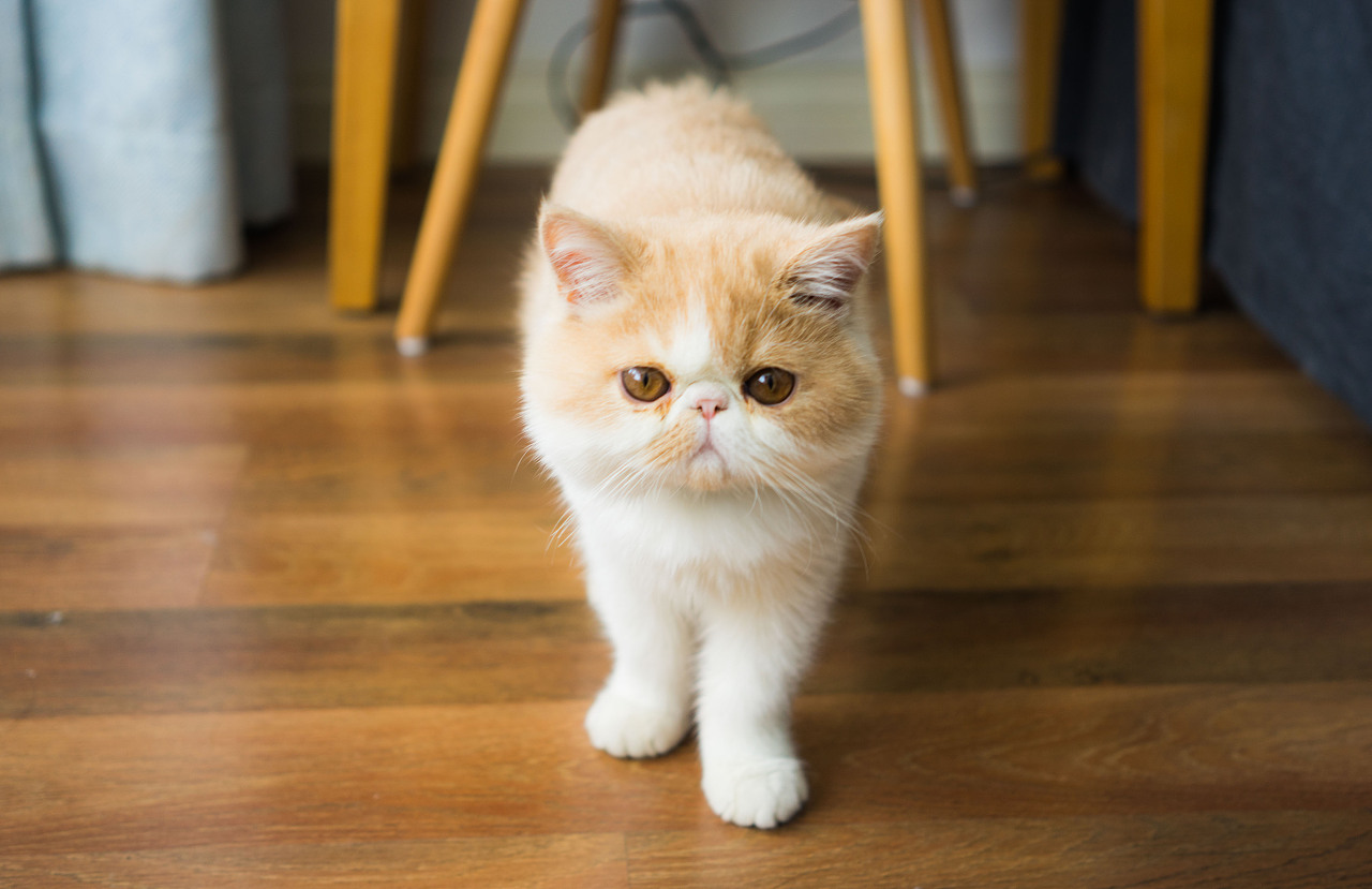 猫咪吃猫草导致的肠胃受损吃啥药,猫咪肠胃不舒服可以吃鸡胸肉吗