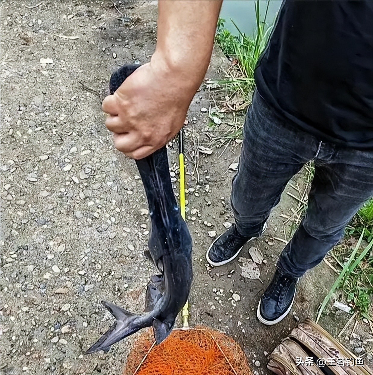 外来物种入侵鸭嘴,鸭嘴兽物种入侵