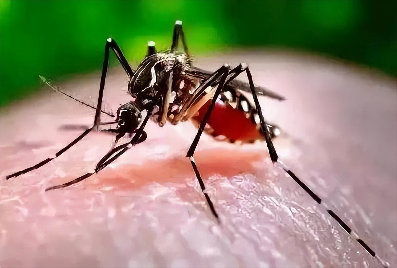 蚊子最怕的3个小妙招,快速让蚊子消失这小技巧