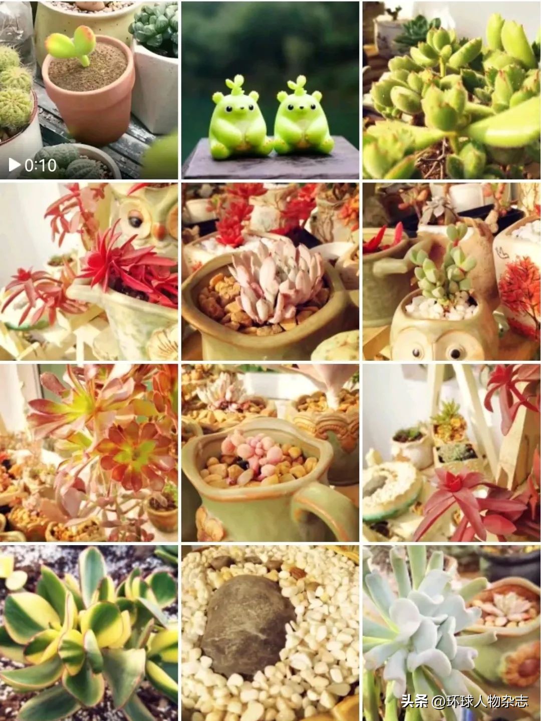 江苏姑娘养多肉,山东女子在家养千盆多肉