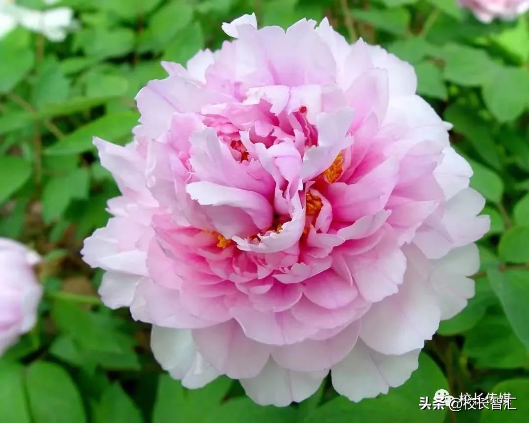 张俊容：中层干部的角色定位与责任担当