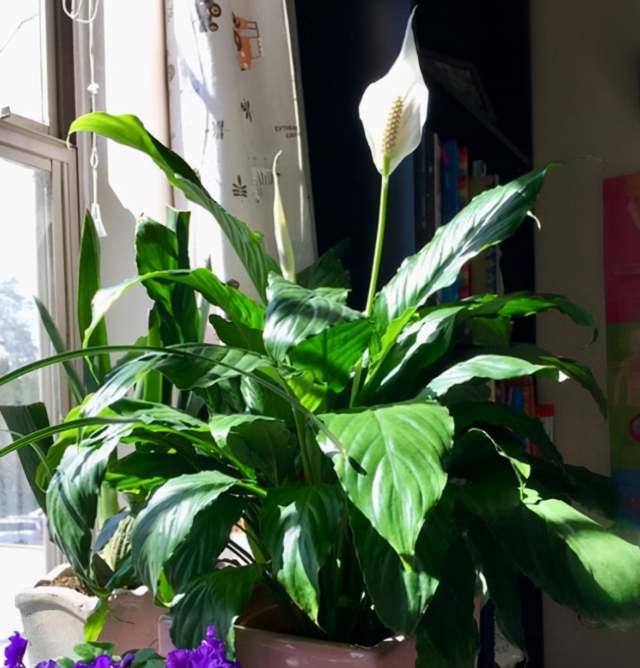 哪些花冬天需要移到室内,冬季花怎么过冬最好