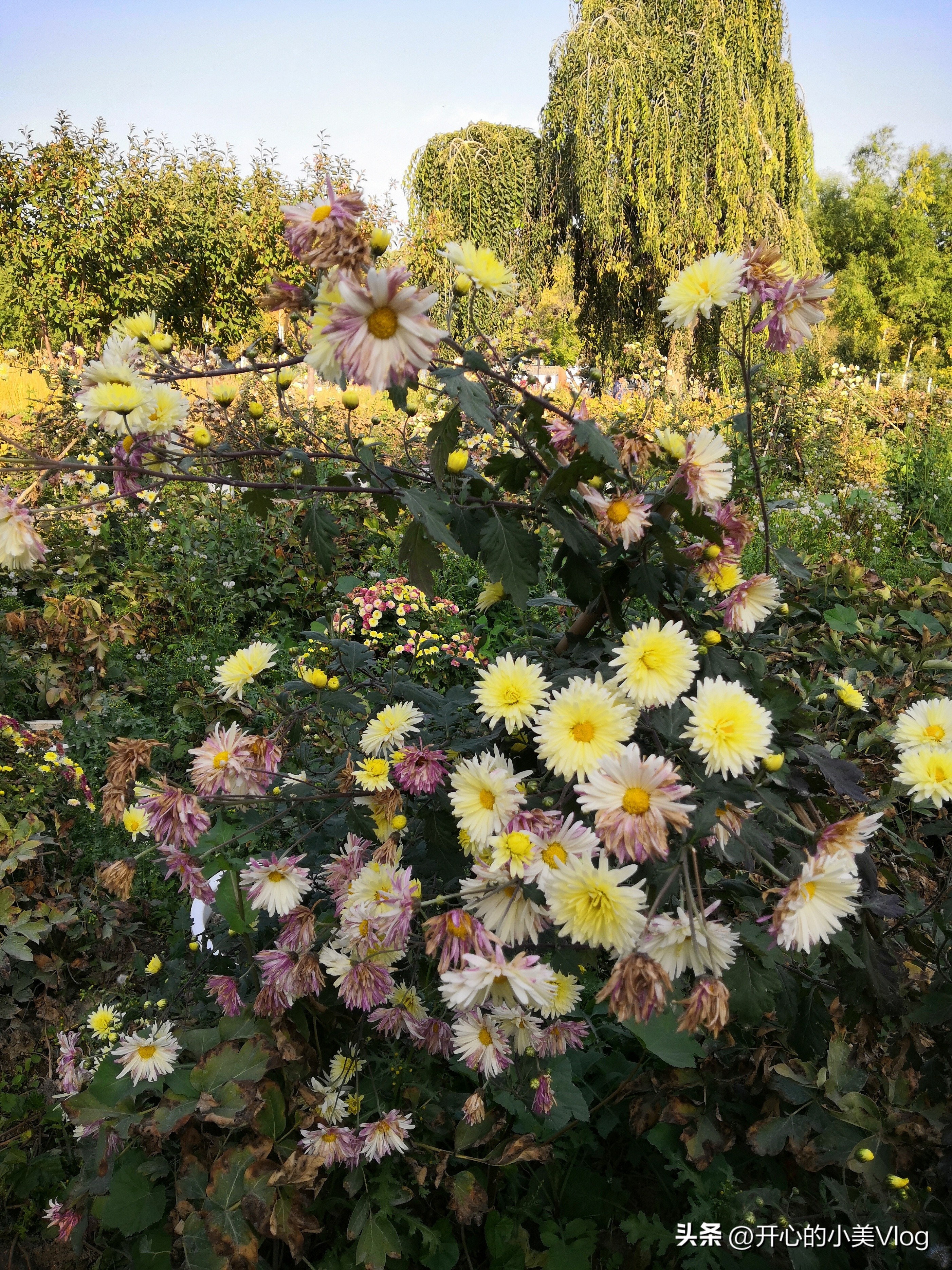 如果你有一个眼睛看不见的父亲
