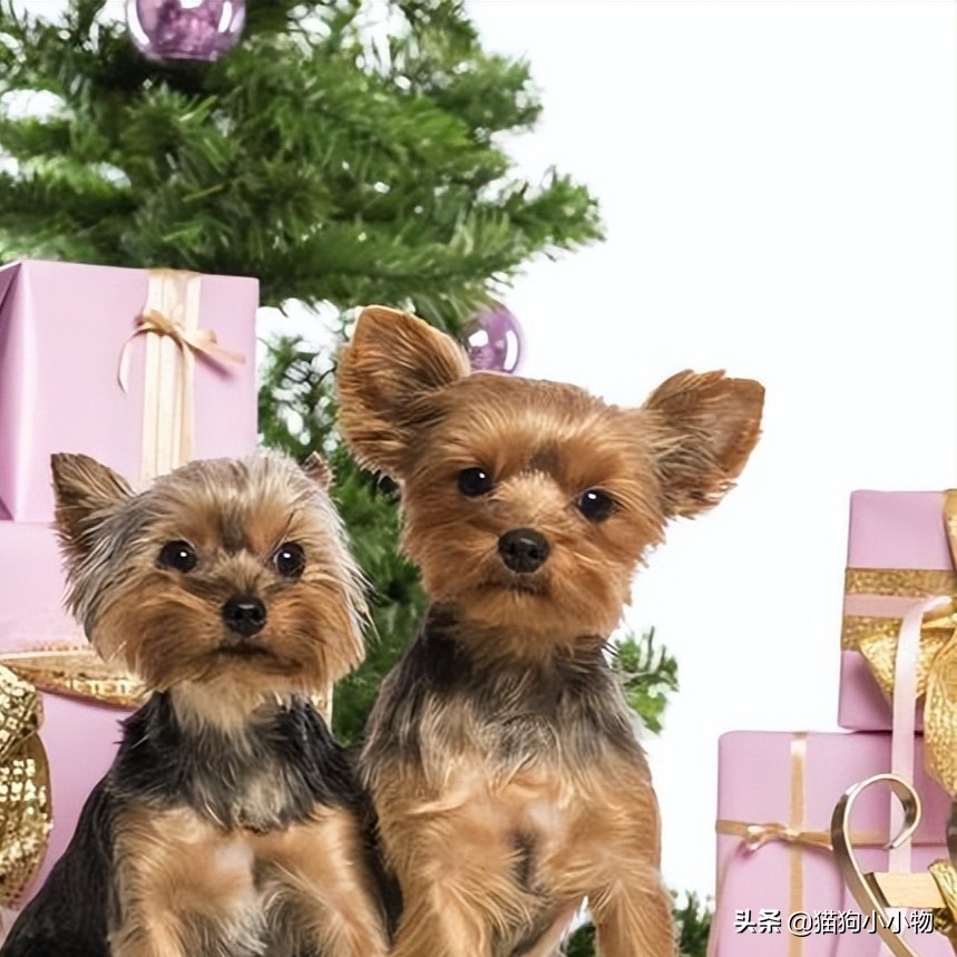 狗狗常见的4种“交配”方式，网友直呼：绝了