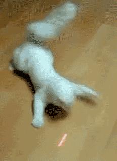 两只猫打架喵星人殊死搏斗满嘴毛,两只猫打架互拔胡子