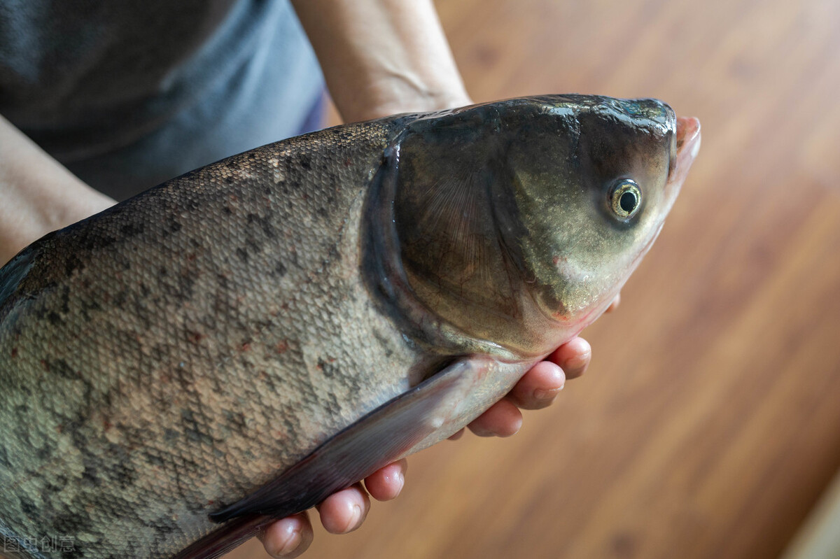 农村养殖罗非最有前景,养殖创业记录视频